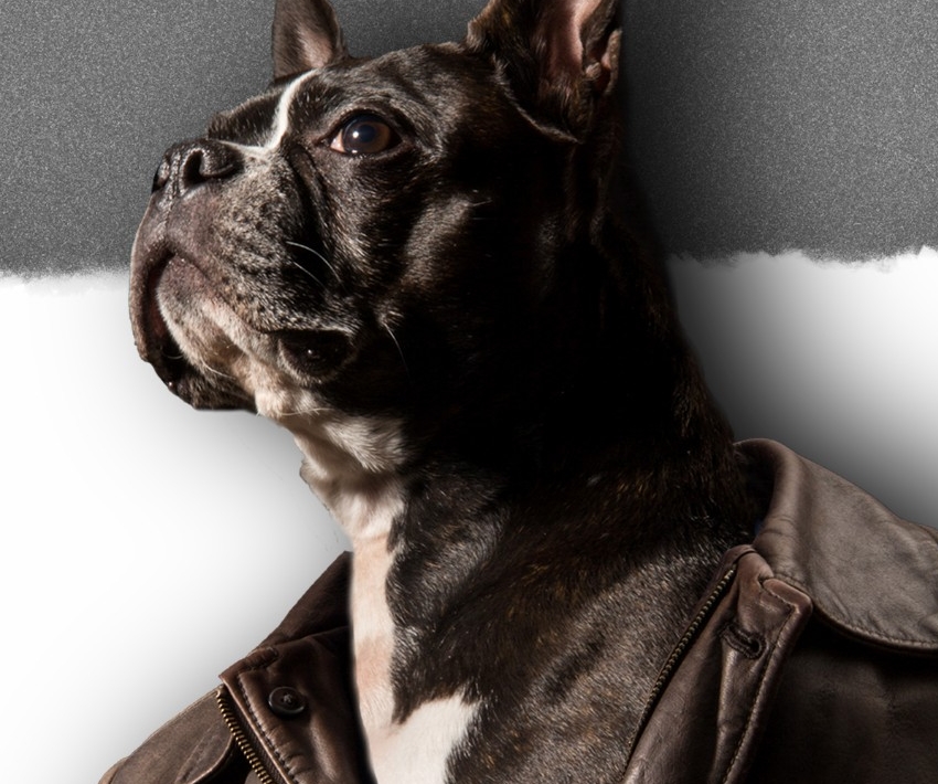 Photograph of dog wearing a leather jacket