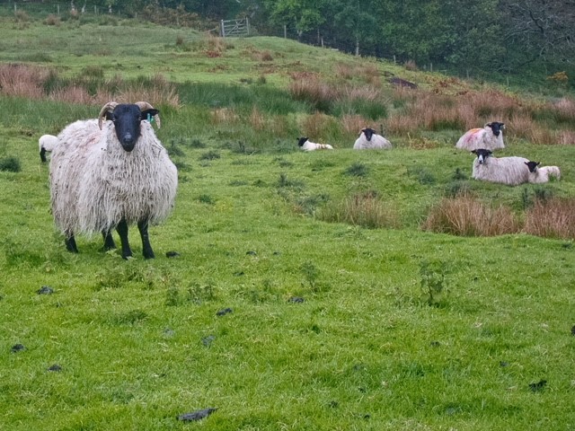 Sheep in Welsh field