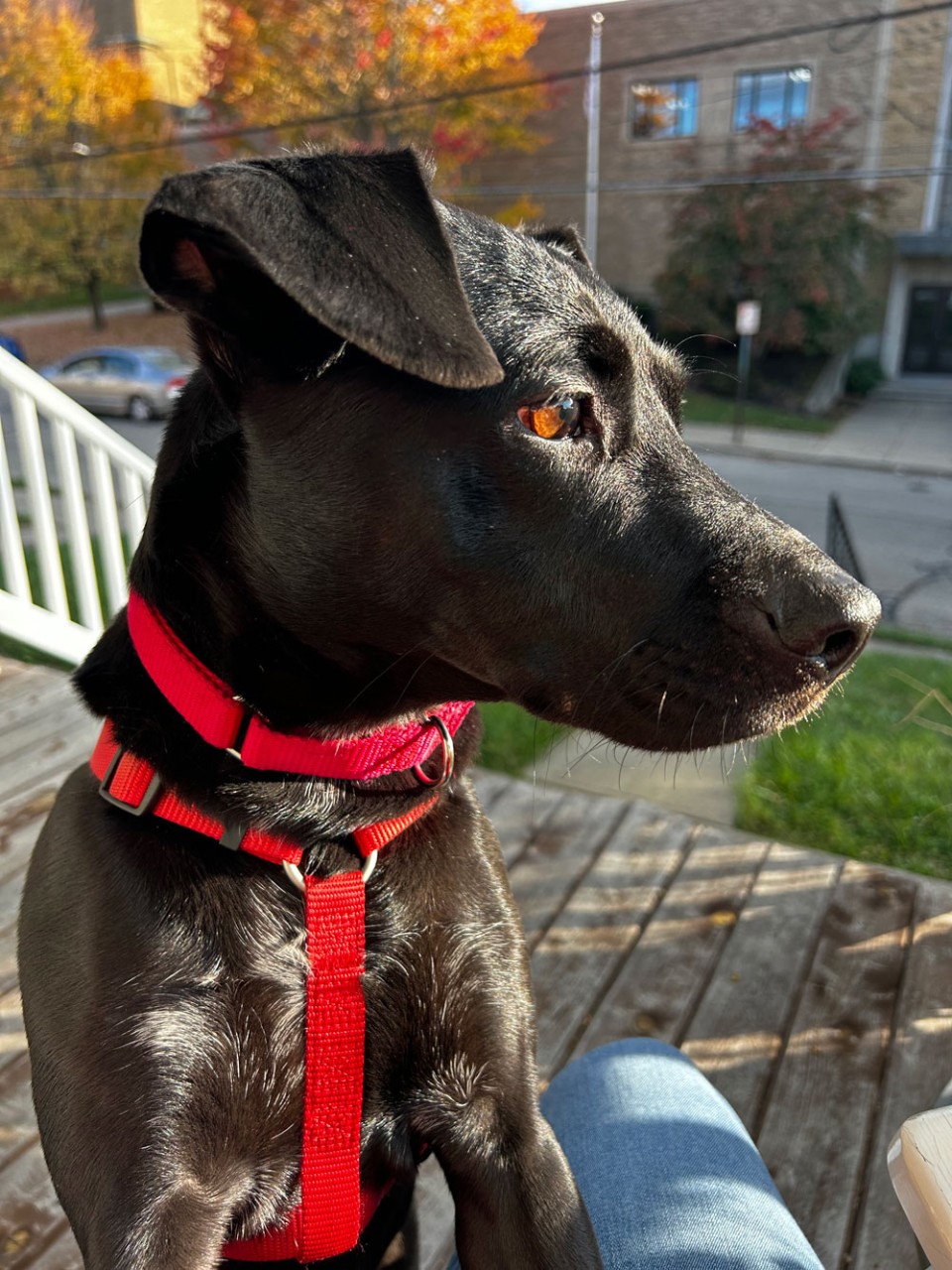 Black labrador dog