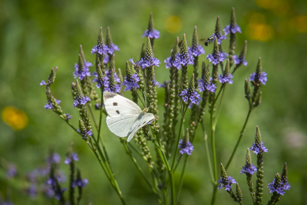 wildflowers with butterfly