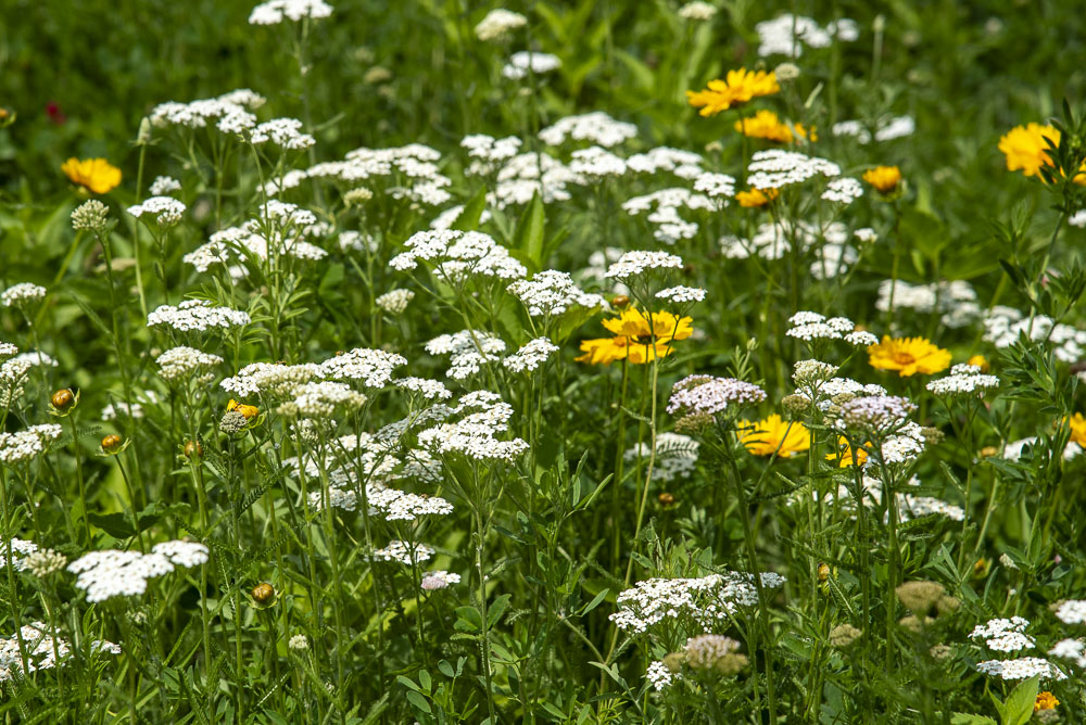 wildflowers